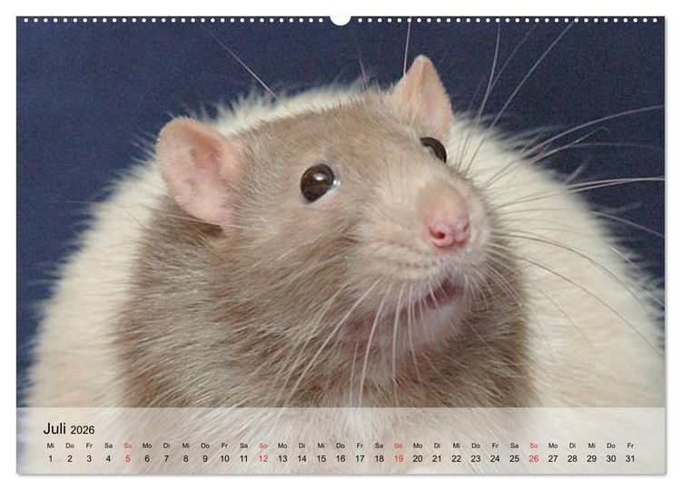 Produktbild: Ratten - Gelehrige Haustiere (Wandkalender 2026 DIN A2 quer), CALVENDO Monatskalender
