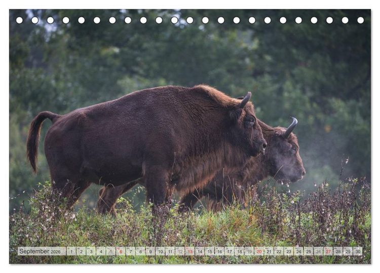 Produktbild: Emotionale Momente: Der Wisent. (Tischkalender 2026 DIN A5 quer), CALVENDO Monatskalender