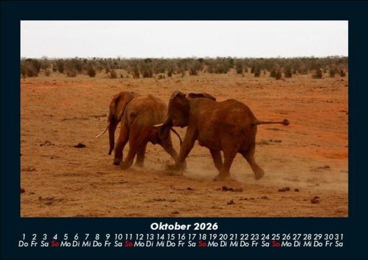 Produktbild: Elefanten 2026 Fotokalender DIN A5