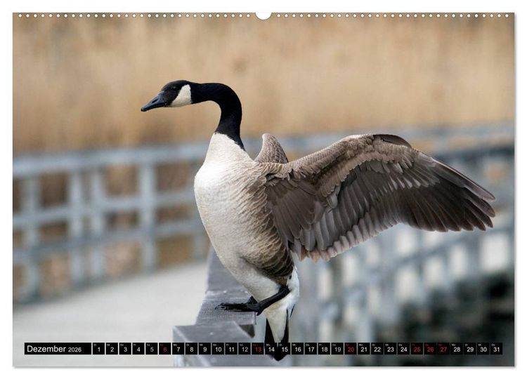 Produktbild: KANADA-GANS - Der 'hupende' Vogel (hochwertiger Premium Wandkalender 2026 DIN A2 quer), Kunstdruck in Hochglanz