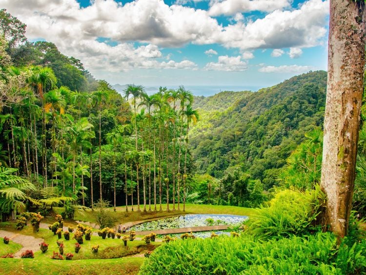 Produktbild: CALVENDO Puzzle Botanischer Garten | 1000 Teile Lege-Gr&ouml;&szlig;e 64x48cm Foto-Puzzle f&uuml;r gl&uuml;ckliche Stunden