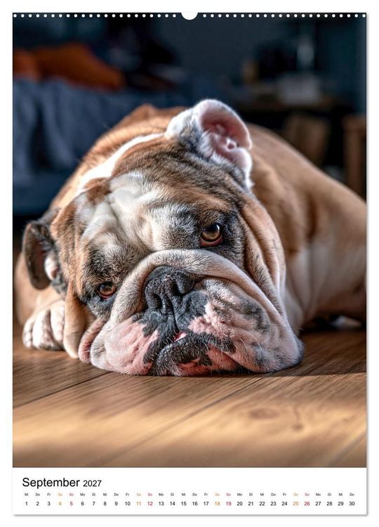 Produktbild: English Bulldog - F&uuml;r Liebhaber britischer Originale (Wandkalender 2027 DIN A2 hoch), CALVENDO Monatskalender