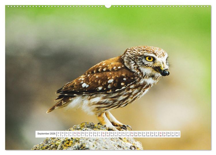 Produktbild: Das Leben der Eulen, die Damen der Nacht (hochwertiger Premium Wandkalender 2026 DIN A2 quer), Kunstdruck in Hochglanz