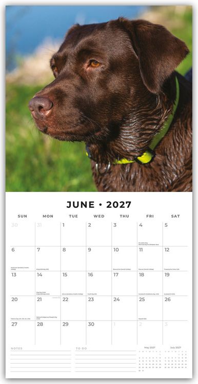 Produktbild: Chocolate Labrador Retrievers &ndash; Schokoladenbraune Labrador Retriever 2027 &ndash; 16-Monatskalender