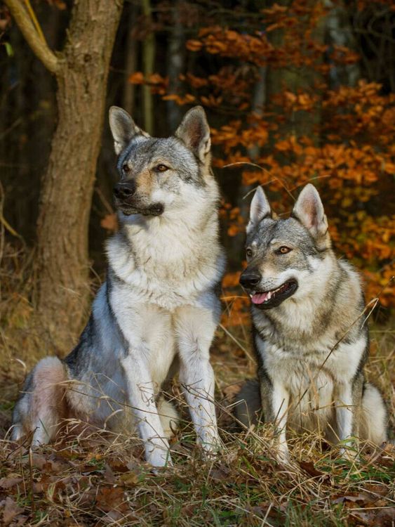 Produktbild: CALVENDO Puzzle Ein Motiv aus dem Kalender Faszination Wolfhund | 1000 Teile Lege-Gr&ouml;&szlig;e 64x48cm Foto-Puzzle f&uuml;r gl&uuml;ckliche Stunden