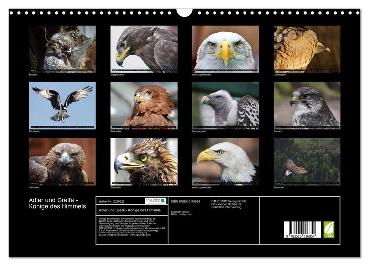 Produktbild: Adler und Greife - K&ouml;nige des Himmels (Wandkalender 2026 DIN A3 quer), CALVENDO Monatskalender