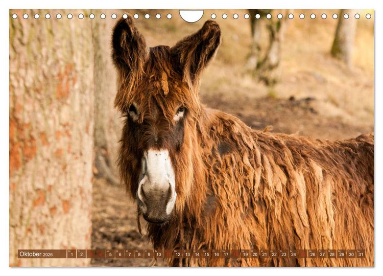 Produktbild: Liebenswerte Langohren - Die Sch&ouml;nheit der Esel (Wandkalender 2026 DIN A4 quer), CALVENDO Monatskalender
