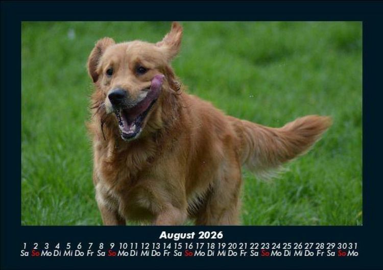 Produktbild: Hunde 2026 Fotokalender DIN A5