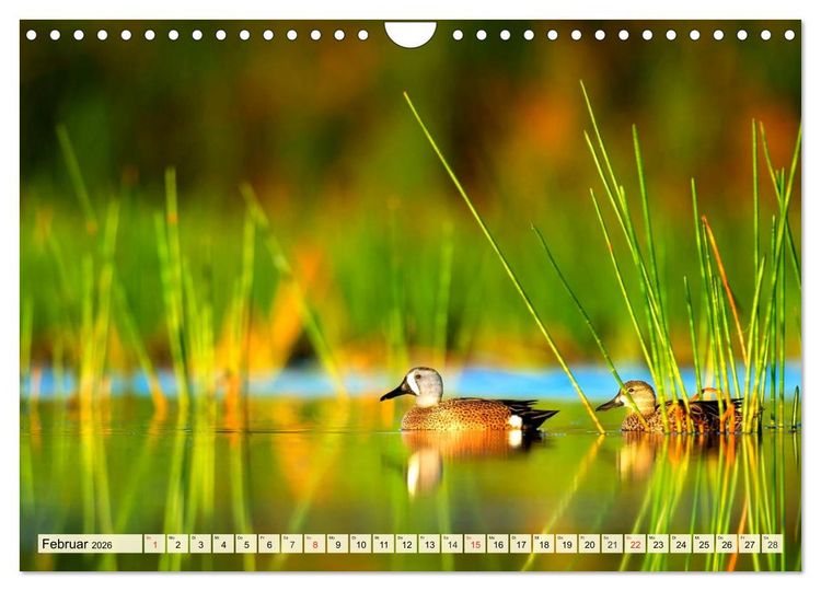 Produktbild: Enten. Beliebt, h&uuml;bsch und imposant (Wandkalender 2026 DIN A4 quer), CALVENDO Monatskalender