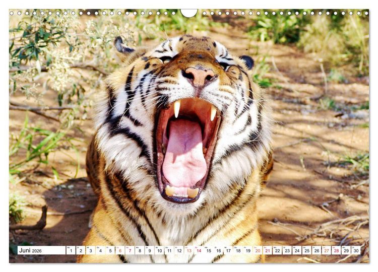 Produktbild: TIGER IMPRESSIONEN Gestreifte Seltenheit auf unserer Erde (Wandkalender 2026 DIN A3 quer), CALVENDO Monatskalender