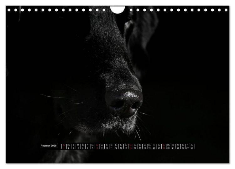 Produktbild: Flatcoated Retriever Black Edition (Wandkalender 2026 DIN A4 quer), CALVENDO Monatskalender