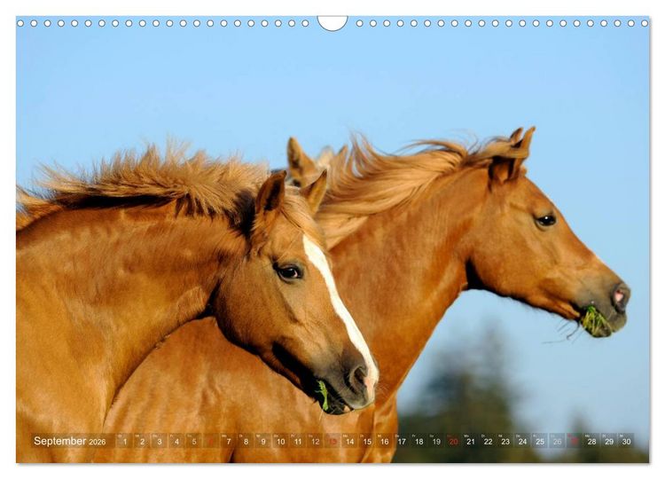 Produktbild: Haflinger Sch&ouml;nheiten (Wandkalender 2026 DIN A3 quer), CALVENDO Monatskalender