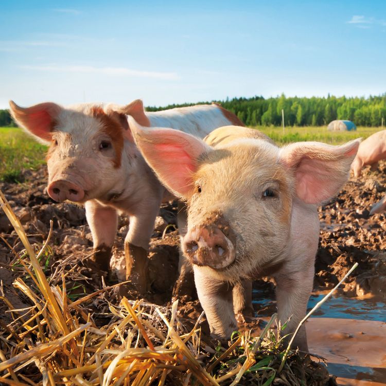 Produktbild: Piggies/Schweinchen 2024
