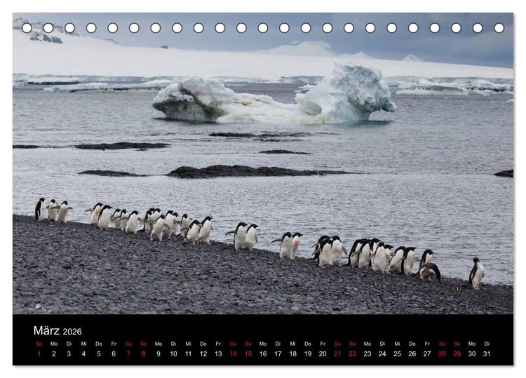 Produktbild: Pinguine - sympathische Fracktr&auml;ger im eisigen S&uuml;den (Tischkalender 2026 DIN A5 quer), CALVENDO Monatskalender