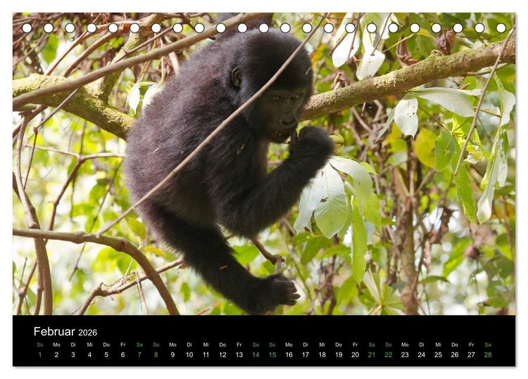 Produktbild: Ugandas friedliche Berggorillas (Tischkalender 2026 DIN A5 quer), CALVENDO Monatskalender