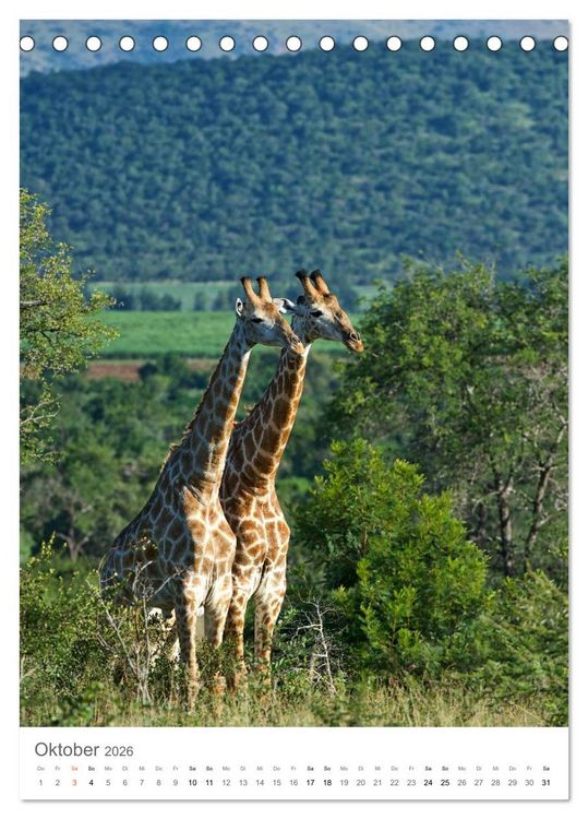 Produktbild: Giraffen - Die Grazien in Afrikas Savannen (Tischkalender 2026 DIN A5 hoch), CALVENDO Monatskalender