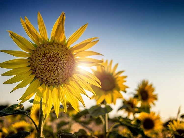Produktbild: CALVENDO Puzzle Sonnenblumen | 1000 Teile Lege-Gr&ouml;&szlig;e 64x48cm Foto-Puzzle f&uuml;r gl&uuml;ckliche Stunden