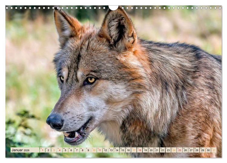 Produktbild: Wolf - Imposanter J&auml;ger (Wandkalender 2026 DIN A3 quer), CALVENDO Monatskalender