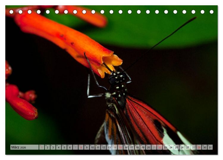 Produktbild: Schmetterlinge - zarte Gesch&ouml;pfe der Natur (Tischkalender 2026 DIN A5 quer), CALVENDO Monatskalender