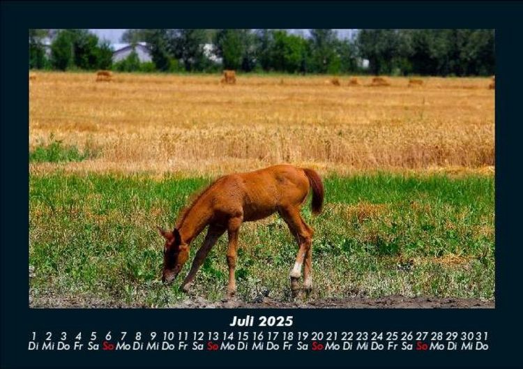 Produktbild: Pferdegefl&uuml;ster 2025 Fotokalender DIN A5
