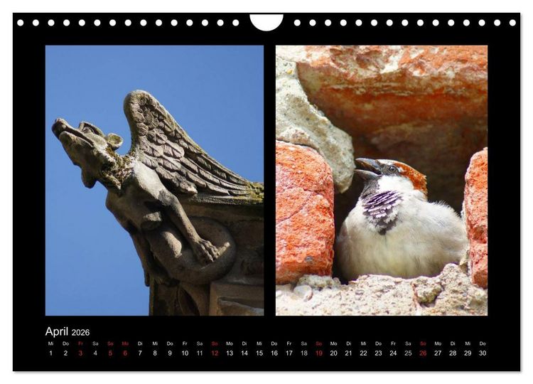 Produktbild: Ulmer Spatzen (Wandkalender 2026 DIN A4 quer), CALVENDO Monatskalender