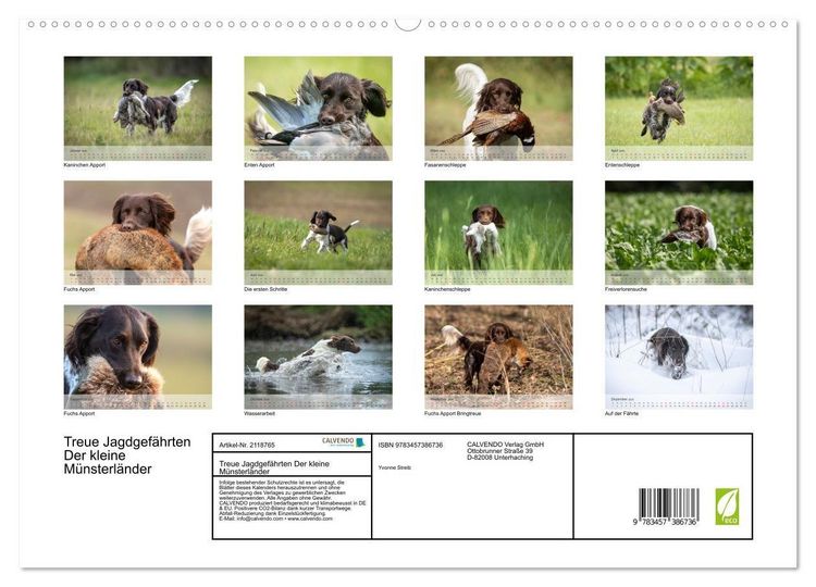 Produktbild: Treue Jagdgef&auml;hrten Der kleine M&uuml;nsterl&auml;nder (hochwertiger Premium Wandkalender 2026 DIN A2 quer), Kunstdruck in Hochglanz