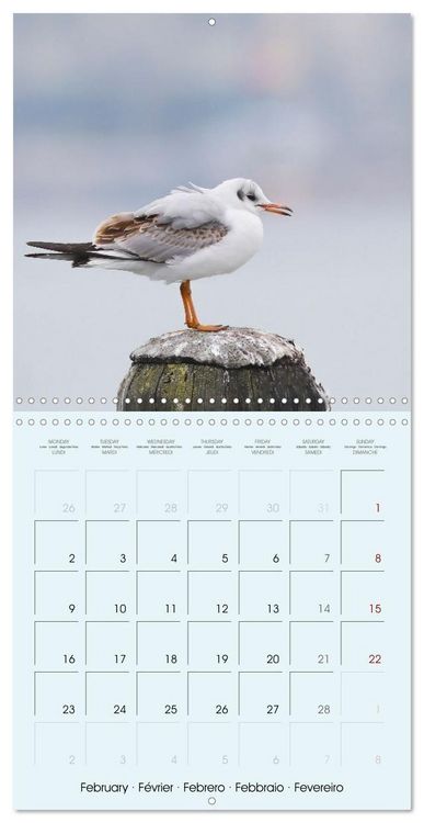 Produktbild: Les oiseaux du lac L&eacute;man (Calendrier mural carr&eacute; 2026 30x30 cm) Calendrier double avec une page pour vos prises de notes