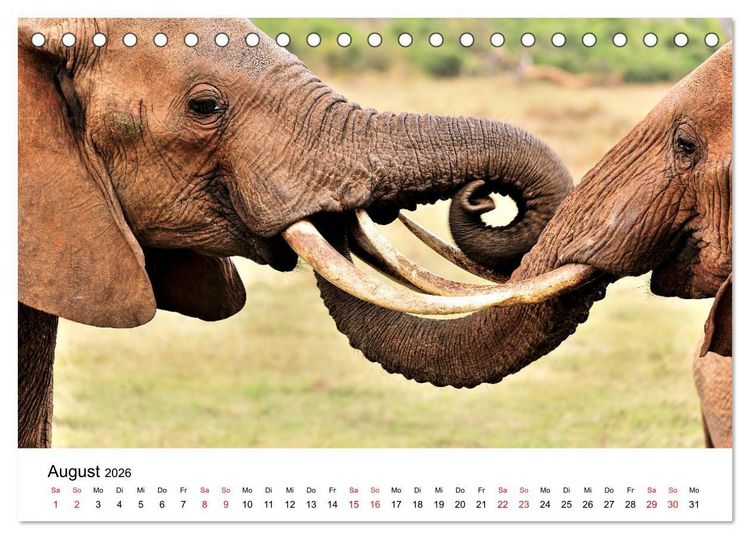 Produktbild: Elefanten Afrikas (Tischkalender 2026 DIN A5 quer), CALVENDO Monatskalender