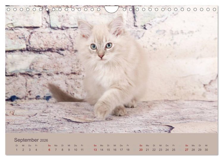 Produktbild: Flauschige Ragdoll Kitten (Wandkalender 2026 DIN A4 quer), CALVENDO Monatskalender