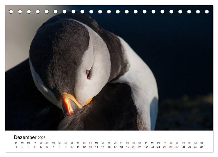 Produktbild: Papageitaucher: Puffin - Lundi - Fratercula arctica (Tischkalender 2026 DIN A5 quer), CALVENDO Monatskalender