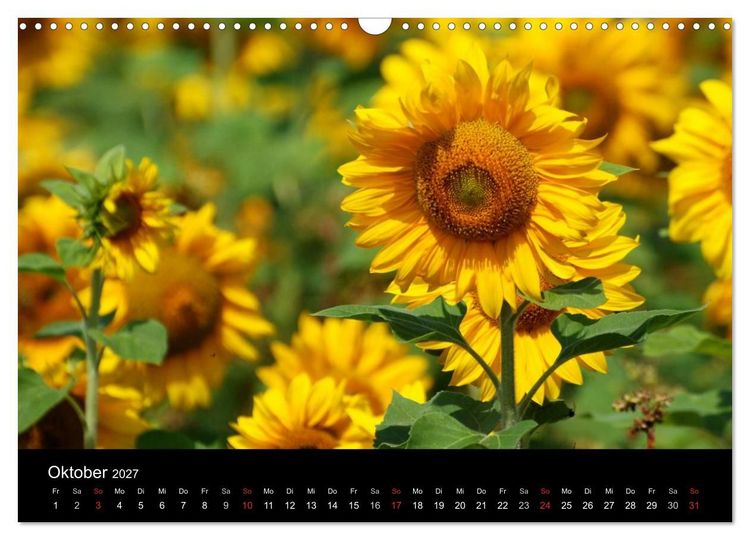 Produktbild: Sonnenblumen (Wandkalender 2027 DIN A3 quer), CALVENDO Monatskalender