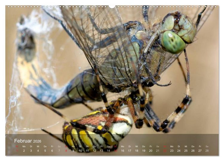 Produktbild: Faszination Spinnen (Wandkalender 2026 DIN A2 quer), CALVENDO Monatskalender