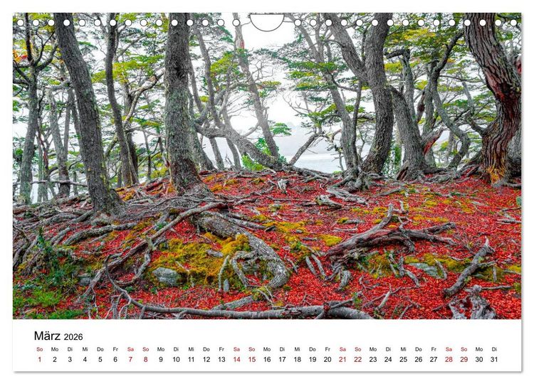 Produktbild: W&auml;lder: die letzte Zuflucht f&uuml;r die Wildnis (Wandkalender 2026 DIN A4 quer), CALVENDO Monatskalender