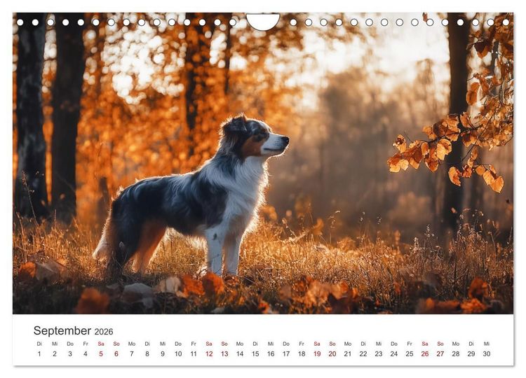Produktbild: Wundert&uuml;te auf vier Pfoten - Mischlingshunde mit Charme (Wandkalender 2026 DIN A4 quer), CALVENDO Monatskalender
