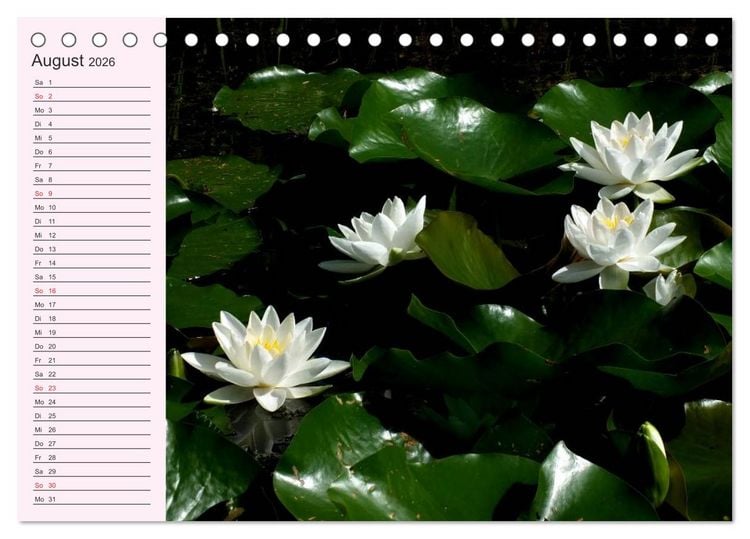 Produktbild: Lotos. Symbol f&uuml;r Reinheit und Kraft (Tischkalender 2026 DIN A5 quer), CALVENDO Monatskalender