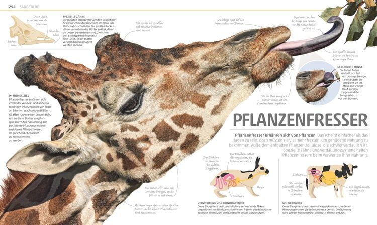 Produktbild: Mega-Wissen. Natur