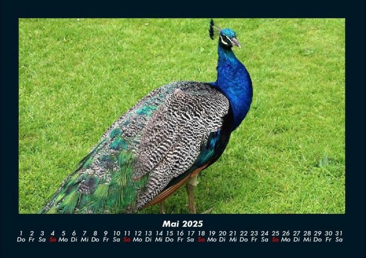 Produktbild: Vogelparadies 2025 Fotokalender DIN A4