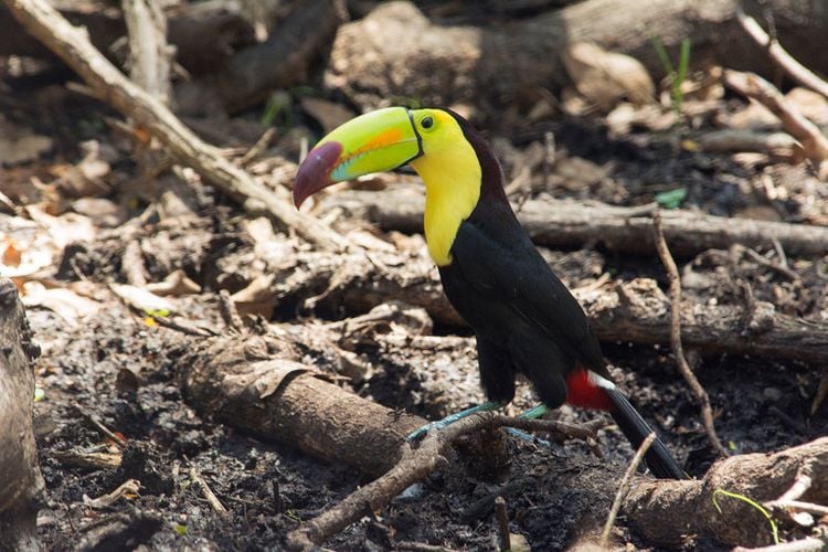 Produktbild: Wildes Mexiko (BBC Earth)