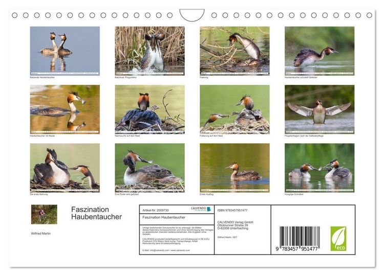 Produktbild: Faszination Haubentaucher (Wandkalender 2026 DIN A4 quer), CALVENDO Monatskalender