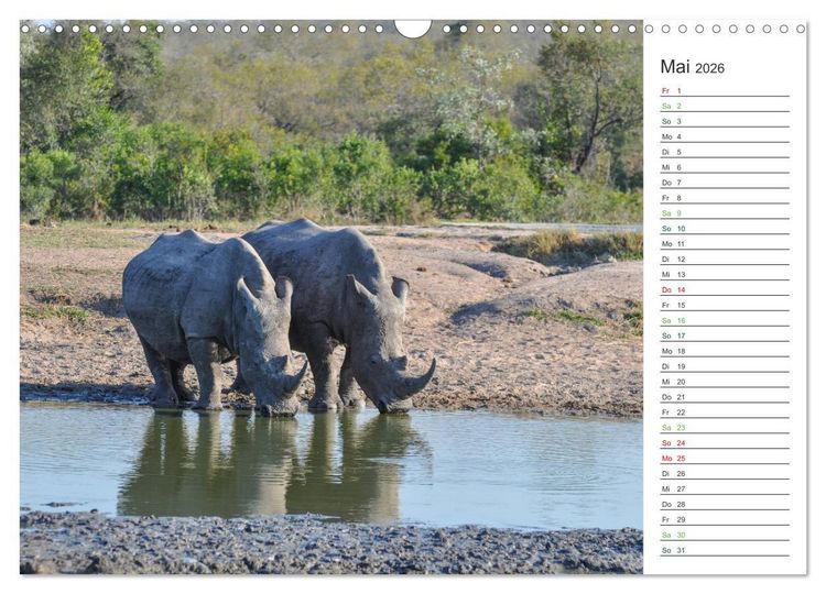 Produktbild: Nash&ouml;rner - Sanfte Riesen (Wandkalender 2026 DIN A3 quer), CALVENDO Monatskalender
