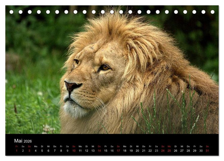 Produktbild: L&ouml;wen (Tischkalender 2026 DIN A5 quer), CALVENDO Monatskalender