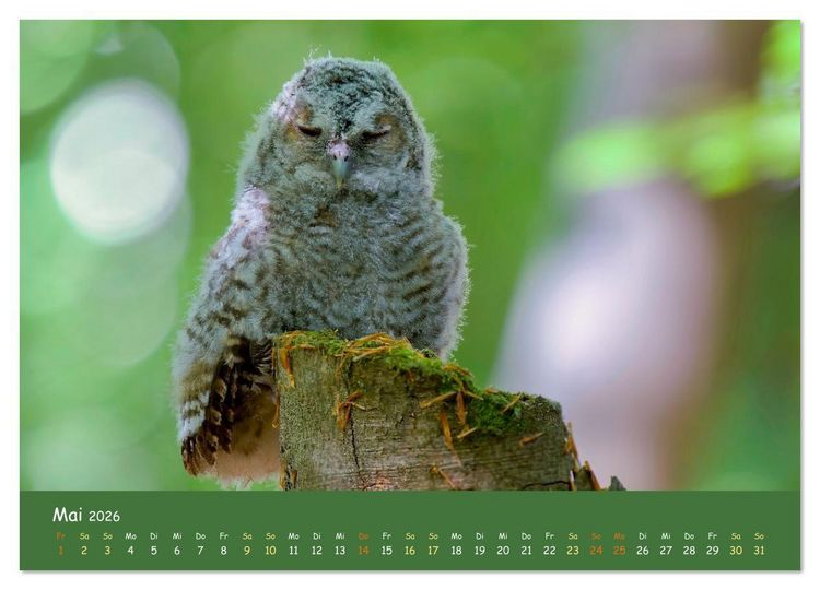 Produktbild: geliebte Waldgeister (Wandkalender 2026 DIN A3 quer), CALVENDO Monatskalender