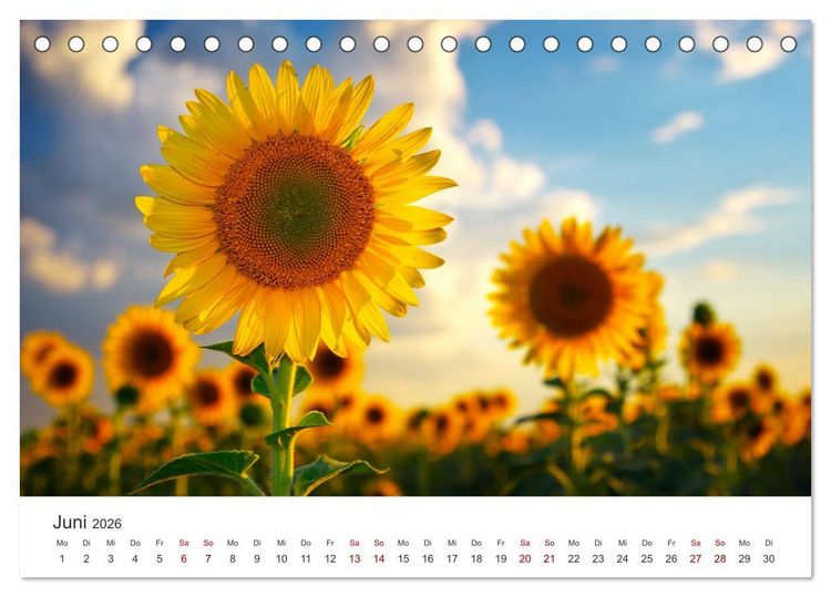 Produktbild: Sonnenblumen - Erstrahlen im freundlichen Gelb. (Tischkalender 2026 DIN A5 quer), CALVENDO Monatskalender