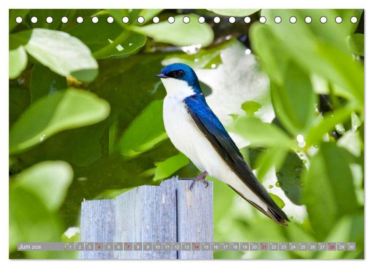 Produktbild: Wir sind die fliegenden Stars (Tischkalender 2026 DIN A5 quer), CALVENDO Monatskalender