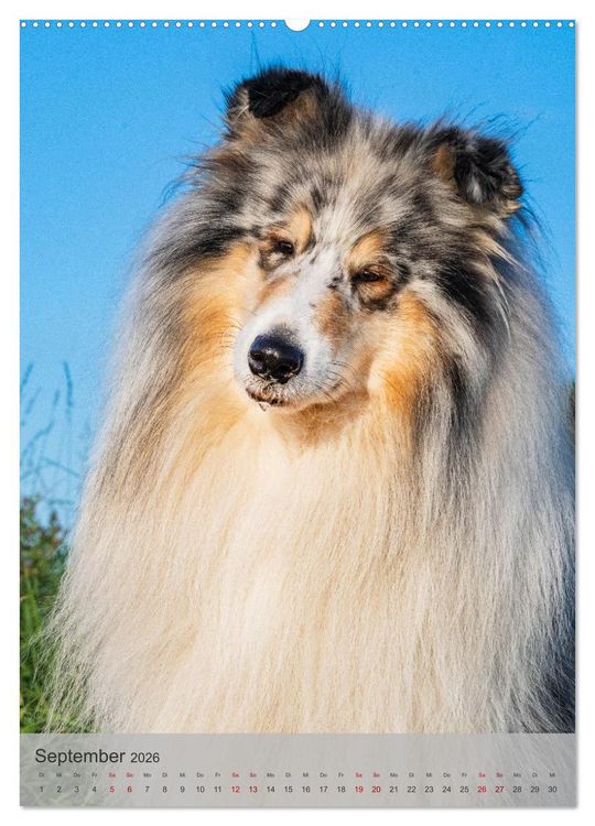 Produktbild: Traumhund Collie - Liebe auf vier Pfoten (Wandkalender 2026 DIN A2 hoch), CALVENDO Monatskalender