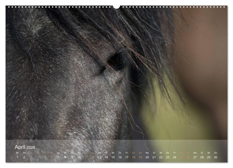 Produktbild: Islandpferde - Der T&ouml;lt Kalender (Wandkalender 2026 DIN A2 quer), CALVENDO Monatskalender