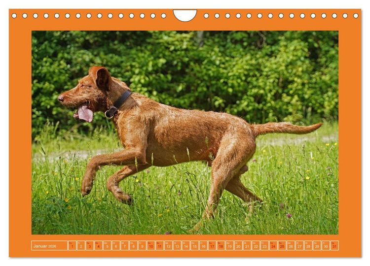 Produktbild: Faszination Magyar Vizsla (Wandkalender 2026 DIN A4 quer), CALVENDO Monatskalender