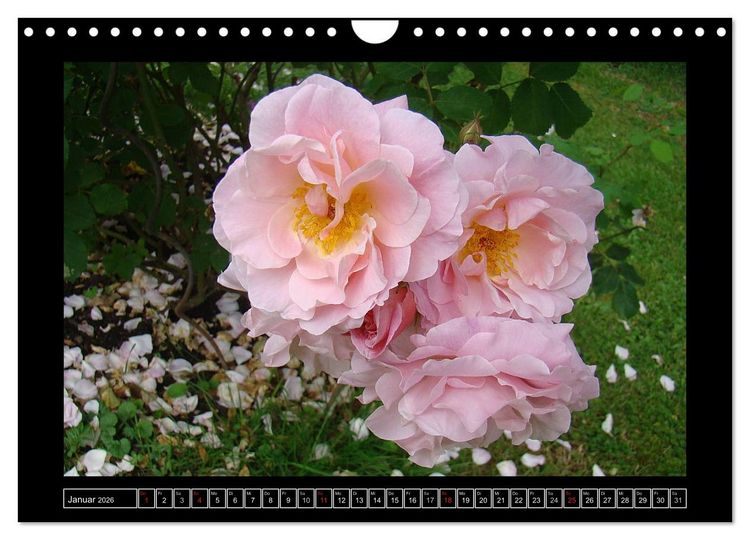 Produktbild: Im Duft der Rosen (Wandkalender 2026 DIN A4 quer), CALVENDO Monatskalender