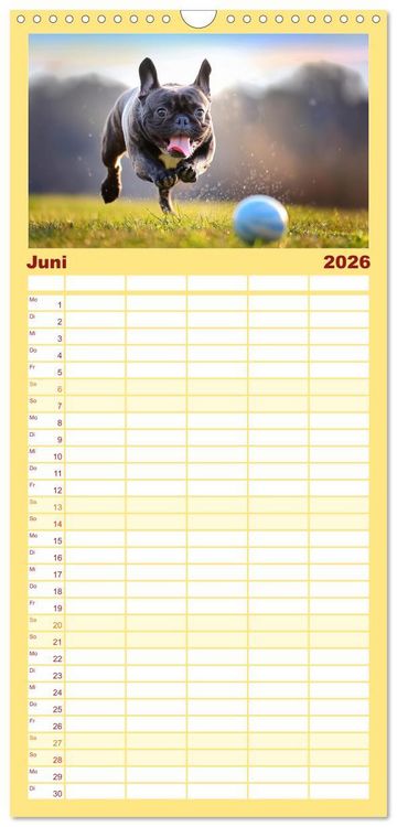 Produktbild: Familienplaner 2026 - Bullys in Action - Franz&ouml;sische Bulldoggen lieben B&auml;lle mit 5 Spalten (Wandkalender, 21 x 45 cm) CALVENDO