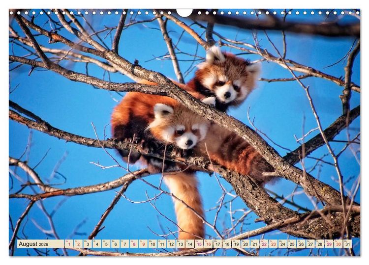 Produktbild: Kleiner Panda (Wandkalender 2026 DIN A3 quer), CALVENDO Monatskalender